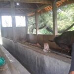 Kades di Blora Diduga Selewengkan Dana Desa Melalui Program Ketahanan Pangan