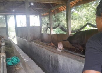 Kades di Blora Diduga Selewengkan Dana Desa Melalui Program Ketahanan Pangan