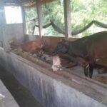 Selewengkan Dana Desa untuk Beli Sapi Polemik Kades di Blora Berlanjut