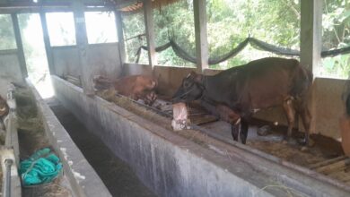 Selewengkan Dana Desa untuk Beli Sapi Polemik Kades di Blora Berlanjut