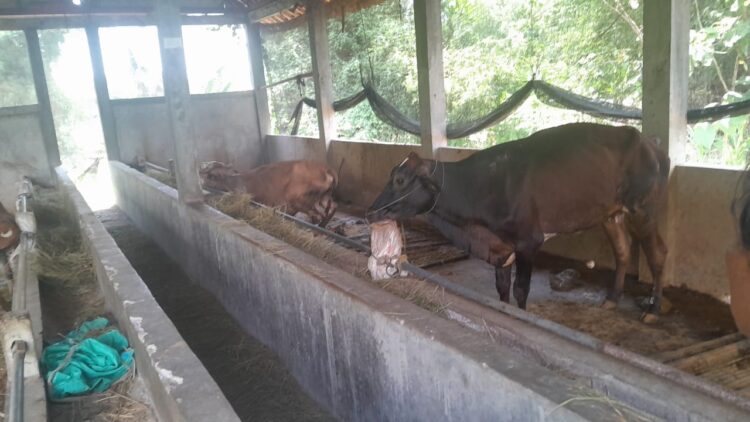 Selewengkan Dana Desa untuk Beli Sapi Polemik Kades di Blora Berlanjut