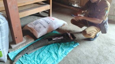 Fosil Tanduk Kerbau Purba Berusia 250 Ribu Tahun Ditemukan di Blora