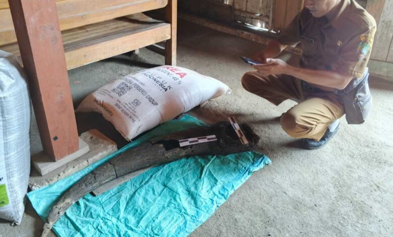 Fosil Tanduk Kerbau Purba Berusia 250 Ribu Tahun Ditemukan di Blora