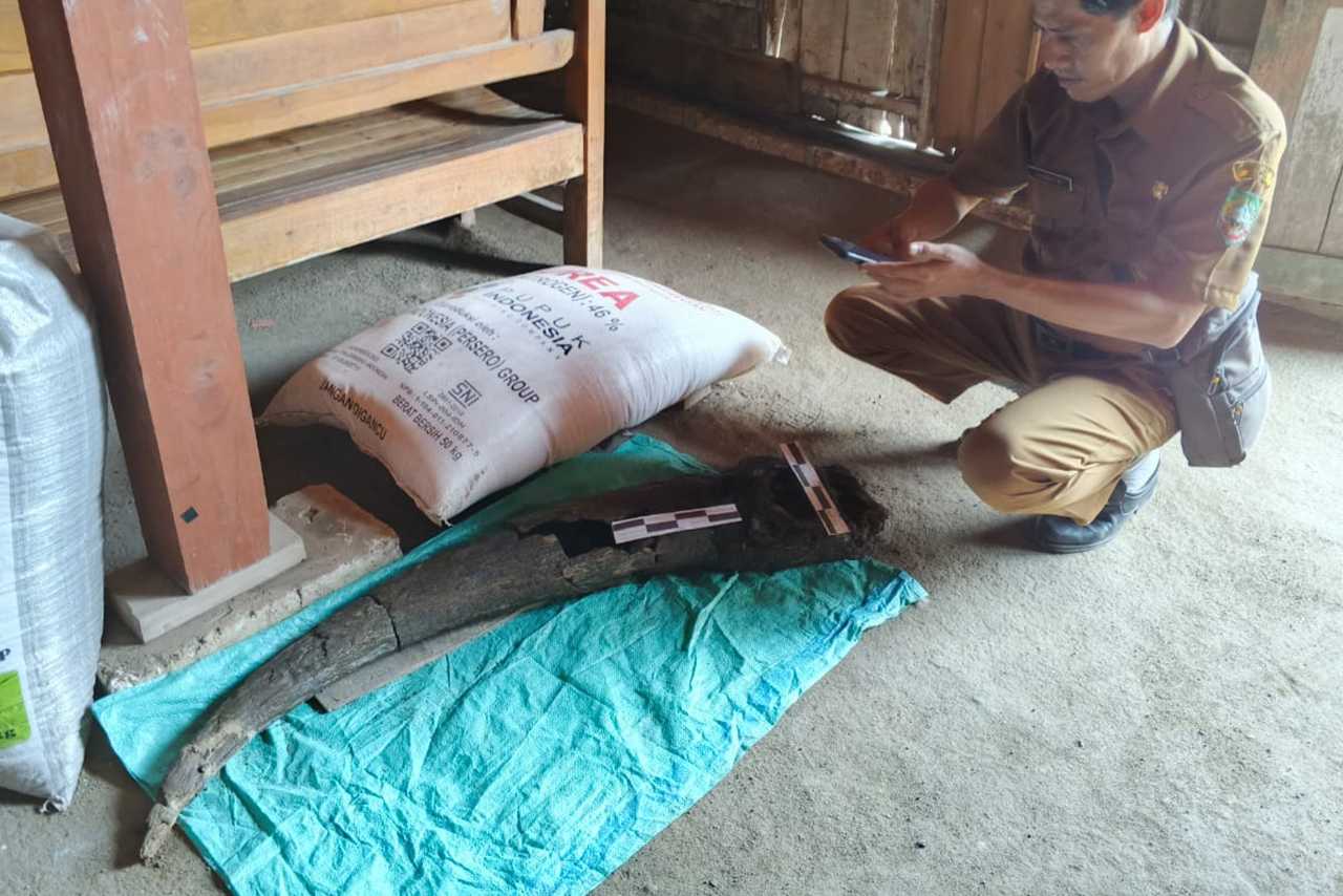 Fosil Tanduk Kerbau Purba Berusia 250 Ribu Tahun Ditemukan di Blora