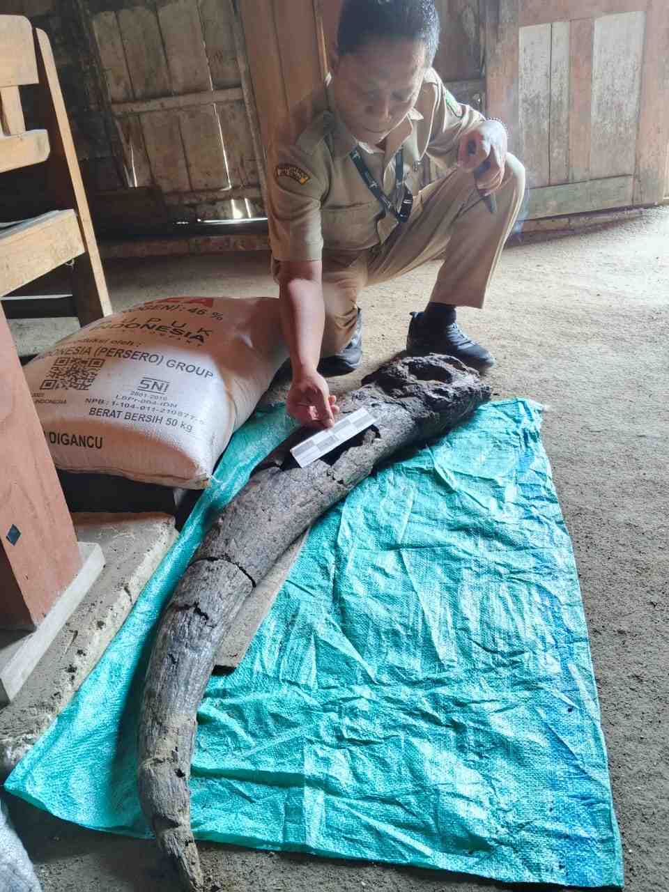 Fosil Tanduk Kerbau Purba Blora