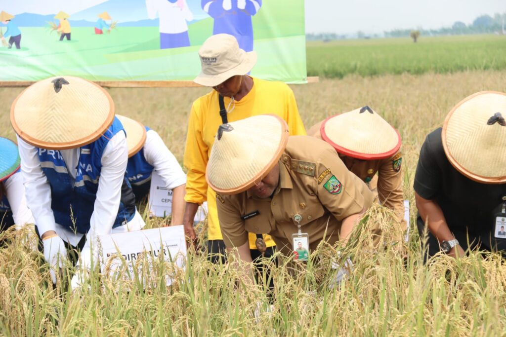 Pertamina dan Pemkab Blora Sukses Panen Raya 30 Hektare Padi Organik, Wujudkan Pertanian Berkelanjutan Berbasis ESG