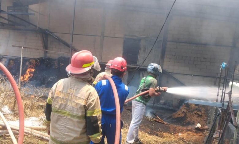Kebakaran Hebat Kandang Ayam di Randublatung Ludes Dilalap Api Kerugian Ditaksir Rp2,5 Miliar