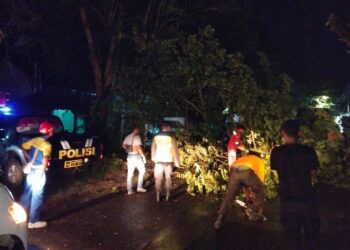 Akses Jalan By-Pass Cepu Sempat Lumpuh Akibat Pohon Tumbang