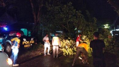 Akses Jalan By-Pass Cepu Sempat Lumpuh Akibat Pohon Tumbang