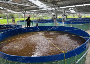 Unit Usaha Lele Bioflok KKMP Kunden Blora Diresmikan
