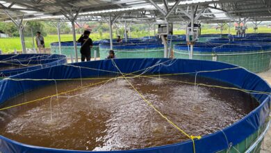 Unit Usaha Lele Bioflok KKMP Kunden Blora Diresmikan