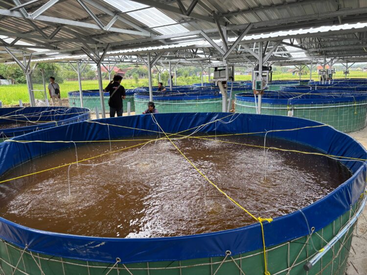 Unit Usaha Lele Bioflok KKMP Kunden Blora Diresmikan