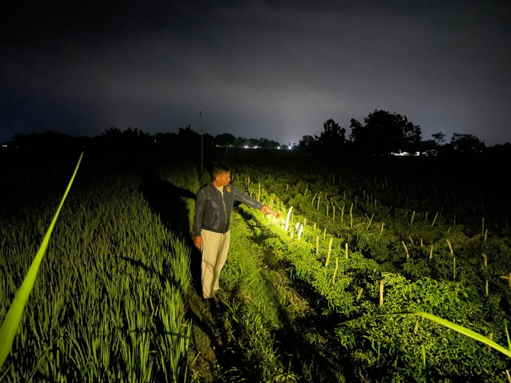 Pencuri Cabai Asal Bojonegoro Ditangkap Polisi