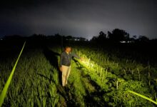 Pencuri Cabai Asal Bojonegoro Ditangkap Polisi