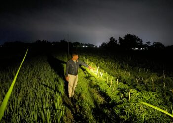 Pencuri Cabai Asal Bojonegoro Ditangkap Polisi