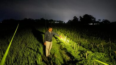 Pencuri Cabai Asal Bojonegoro Ditangkap Polisi