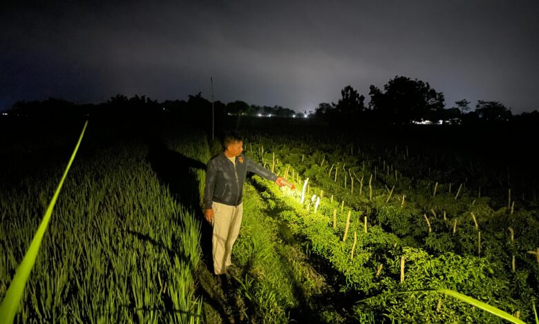 Pencuri Cabai Asal Bojonegoro Ditangkap Polisi