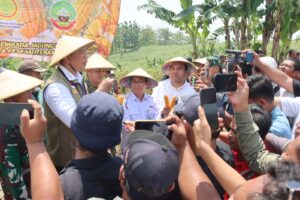 Panglima Kopassus hingga Dirut Bulog Panen Jagung di Blora, Dorong Hilirisasi demi Kesejahteraan Petani