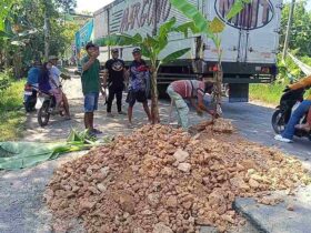 Jalan Cepu-Randublatung Rusak Parah, Warga Protes Tanami Puluhan Pohon Pisang