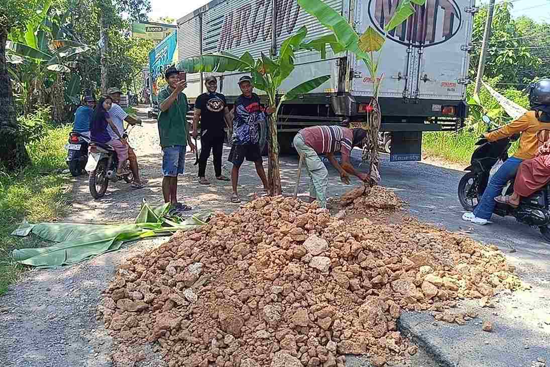 Jalan Cepu-Randublatung Rusak Parah, Warga Protes Tanami Puluhan Pohon Pisang