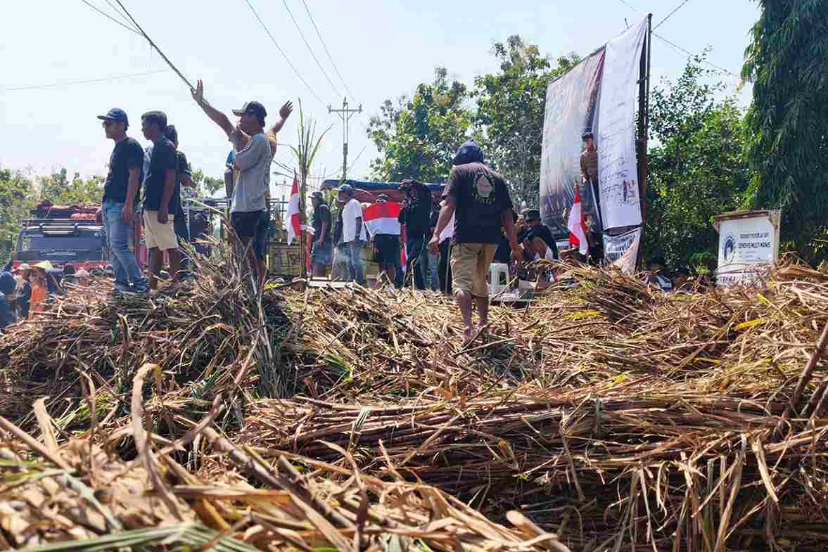 Petani Tebu Blora Gelar Aksi Tumpah Tebu Ribuan Tebu Ditumpahkan di Depan Gerbang Pabrik Gula Blora